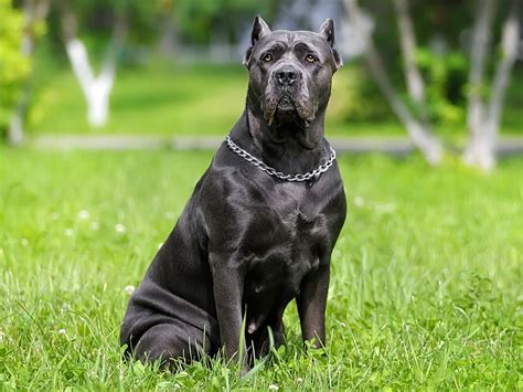 The Neapolitan Mastiff is an ancient breed, rediscovered in Italy in the 1940s. . Cane corso price georgia